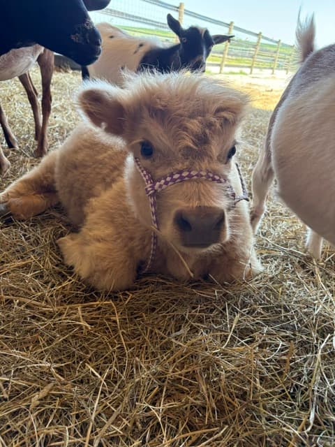 Annabelle at Dana Acres