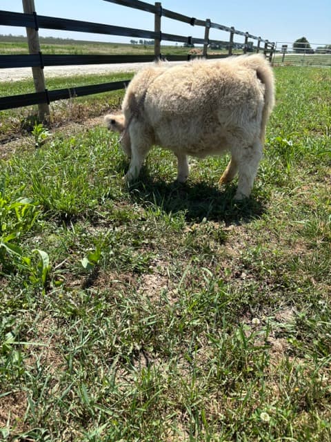 Annabelle at Dana Acres