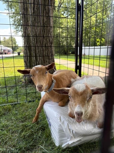 Buttercup at Dana Acres