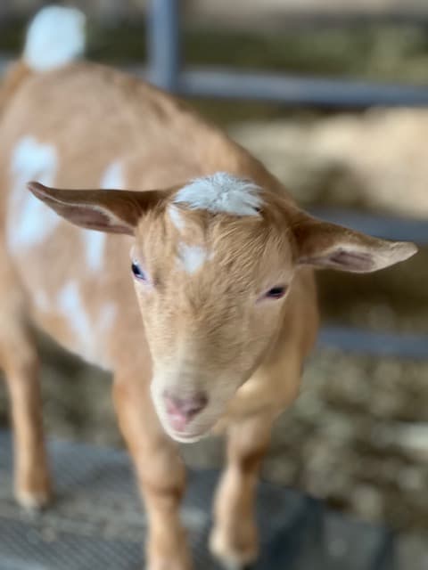 Buttercup at Dana Acres