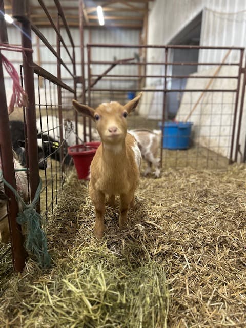 Buttercup at Dana Acres